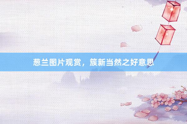 葱兰图片观赏，簇新当然之好意思